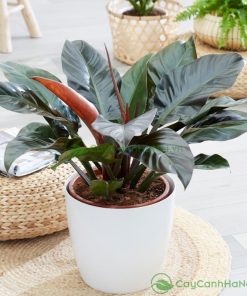 Trầu bà đế vương toát lên một vẻ đẹp quyền quý và đầy sức sống