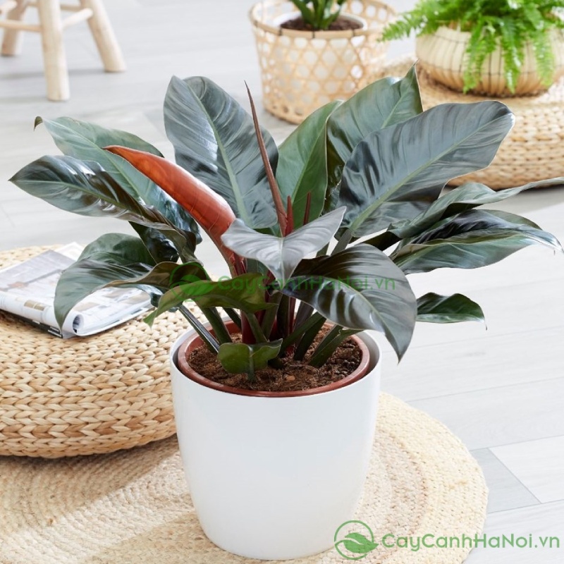 Trầu bà đế vương toát lên một vẻ đẹp quyền quý và đầy sức sống