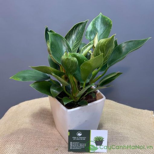 Trầu bà kim cương chịu bóng tốt, chỉ cần tưới nước 1-2 lần/tuần