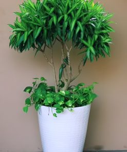 Trúc bách hợp tượng trưng cho sự trường tồn, bền vững