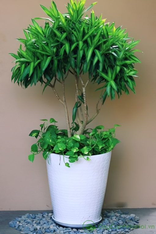 Trúc bách hợp tượng trưng cho sự trường tồn, bền vững