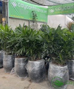 Trúc mây còn được tin là có khả năng xua đuổi tà khí
