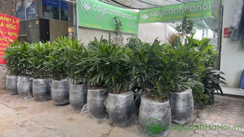 Trúc mây còn được tin là có khả năng xua đuổi tà khí