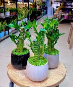 Cây trúc phát tài mang ý nghĩa phong thủy tốt lành
