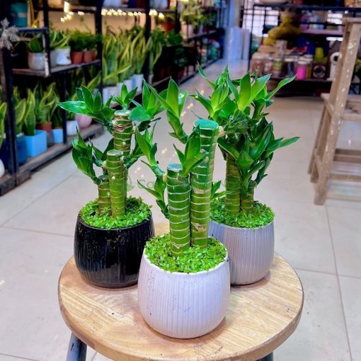 Cây trúc phát tài mang ý nghĩa phong thủy tốt lành