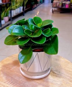 Cây trường sinh có lá xanh mướt, tròn đầy, mang lại cảm giác tươi mới