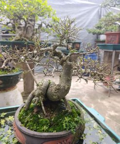 Chậu duối bonsai cổ thụ đẹp