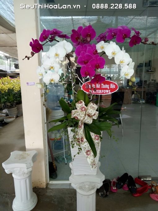 Lan hồ điệp thường được trang trí trong chậu men cao cấp