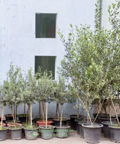 Cửa hàng bán cây Olive đẹp nhiều kích thước tại Hà Nội