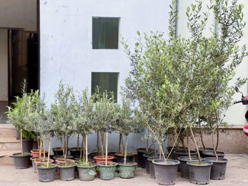 Cửa hàng bán cây Olive đẹp nhiều kích thước tại Hà Nội