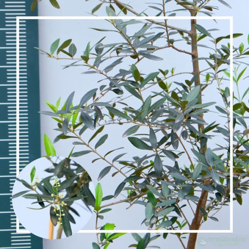 Đặc điểm cây oliu