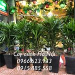 Cây Cảnh Hà Nội chuyên cung cấp cây cảnh trang trí sự kiện