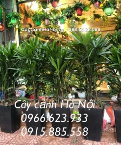 Cây Cảnh Hà Nội chuyên cung cấp cây cảnh trang trí sự kiện