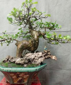 Duối bonsai là loại cây có giá trị cao