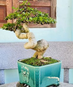 Gía bán cây duối bonsai trưng bày văn phòng