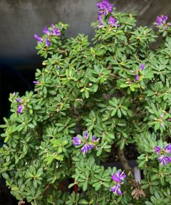 Giá bán linh sam hoa tím lá nhỏ (linh sam hạt gạo)
