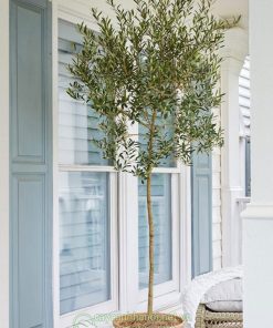 Giống cây Oliu Arbequina phù hợp với khí hậu Việt Nam