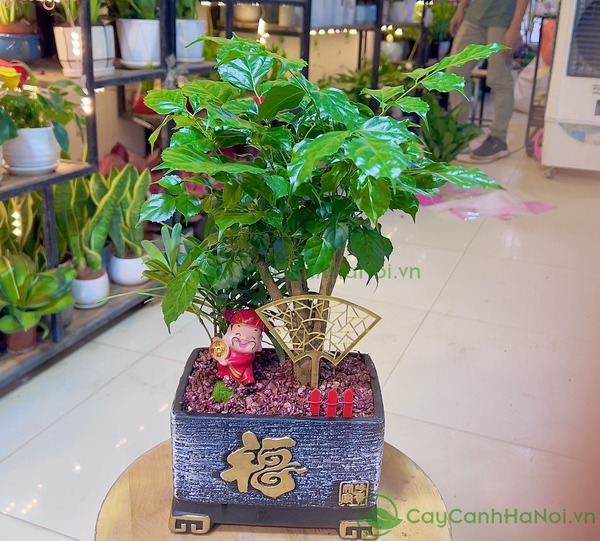 Cây hạnh phúc tiểu cảnh mang lại cảm giác thư giãn, dễ chịu khi trưng bày trong nhà, phòng làm việc…