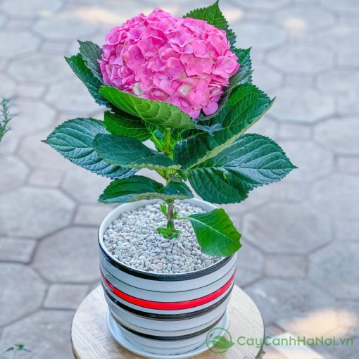 Cẩm tú cầu rất thích hợp để dành tặng mẹ, đồng nghiệp nữ hay người thân