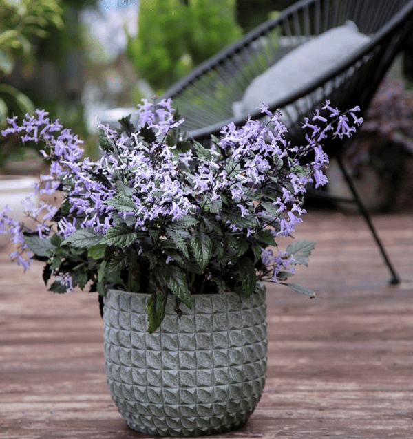 Cây hoa mona Lavender Plectranthus với màu tím quyến rũ và hấp dẫn