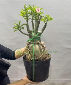 Hoa sứ là loài cây ưa nắng, chịu hạn rất tốt