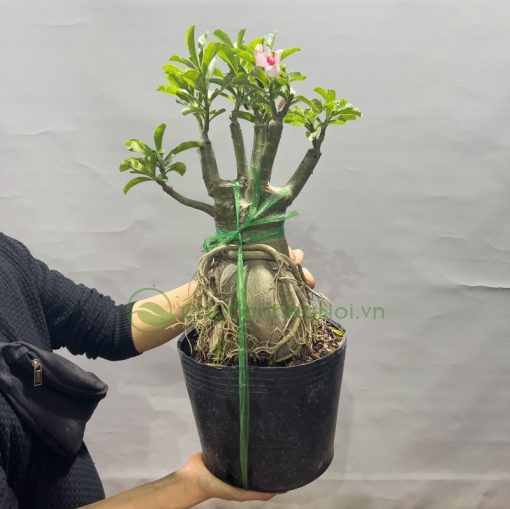 Hoa sứ là loài cây ưa nắng, chịu hạn rất tốt