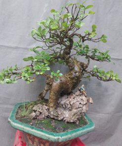 Hướng dẫn cách trồng và chăm sóc cây duối bonsai