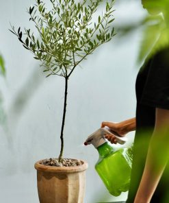 Hướng dẫn chăm sóc cây Olive