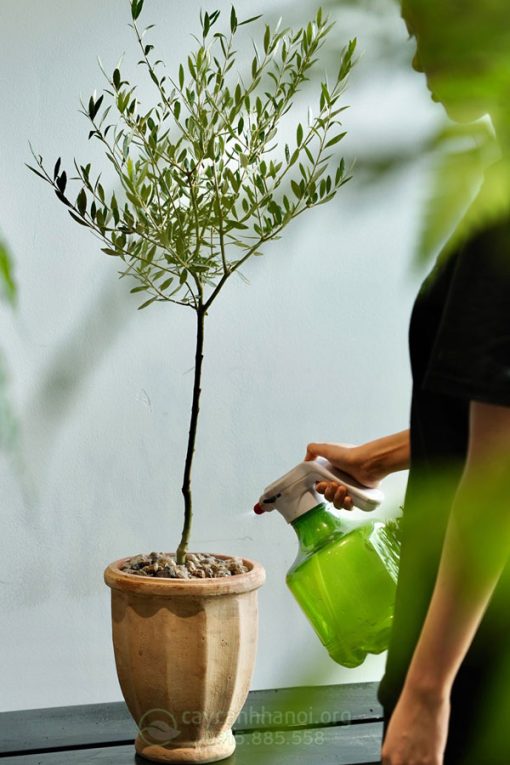 Hướng dẫn chăm sóc cây Olive