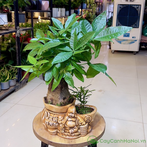 Mẫu cây kim ngân ông cụ thích hợp làm quà tặng sinh nhật người lớn tuổi