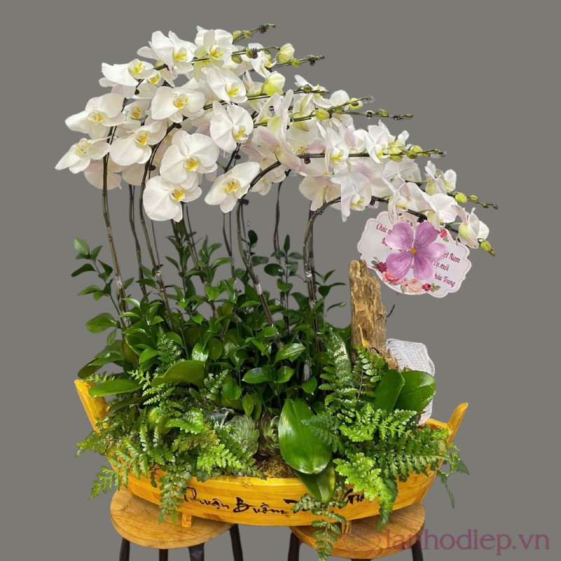 Lan hồ điệp gửi gắm ý nghĩa chúc phúc viên mãn