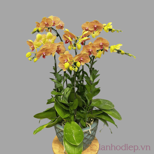 Mẫu lan hồ điệp phù hợp làm cây tặng sinh nhật với ý nghĩa may mắn và thành công