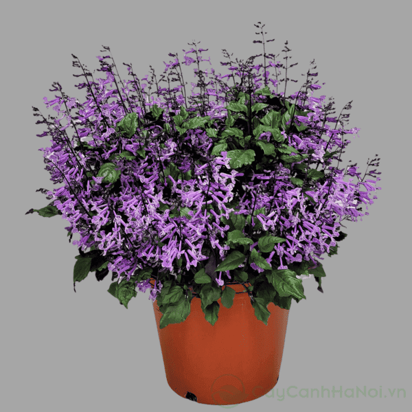Cây hoa mona Lavender Plectranthus với màu tím quyến rũ và hấp dẫn