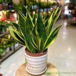 Cây tặng đồng nghiệp