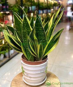 Cây lưỡi hổ là loại cây cực kỳ dễ chăm sóc