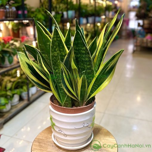Cây lưỡi hổ là loại cây cực kỳ dễ chăm sóc