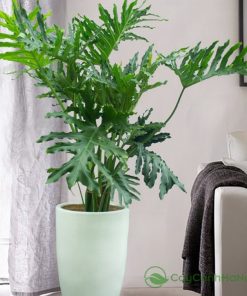 Xem xét mệnh của sếp, hướng đặt cây và ý nghĩa phong thủy của cây