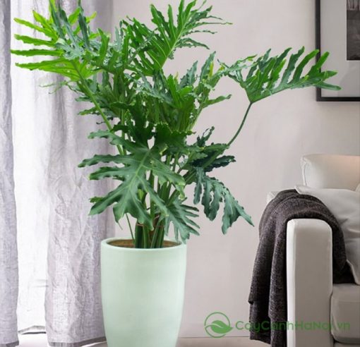 Xem xét mệnh của sếp, hướng đặt cây và ý nghĩa phong thủy của cây