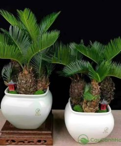 Một chậu cây được lựa chọn tỉ mỉ sẽ trở thành món quà ấn tượng