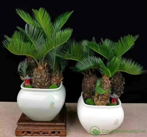 Một chậu cây được lựa chọn tỉ mỉ sẽ trở thành món quà ấn tượng