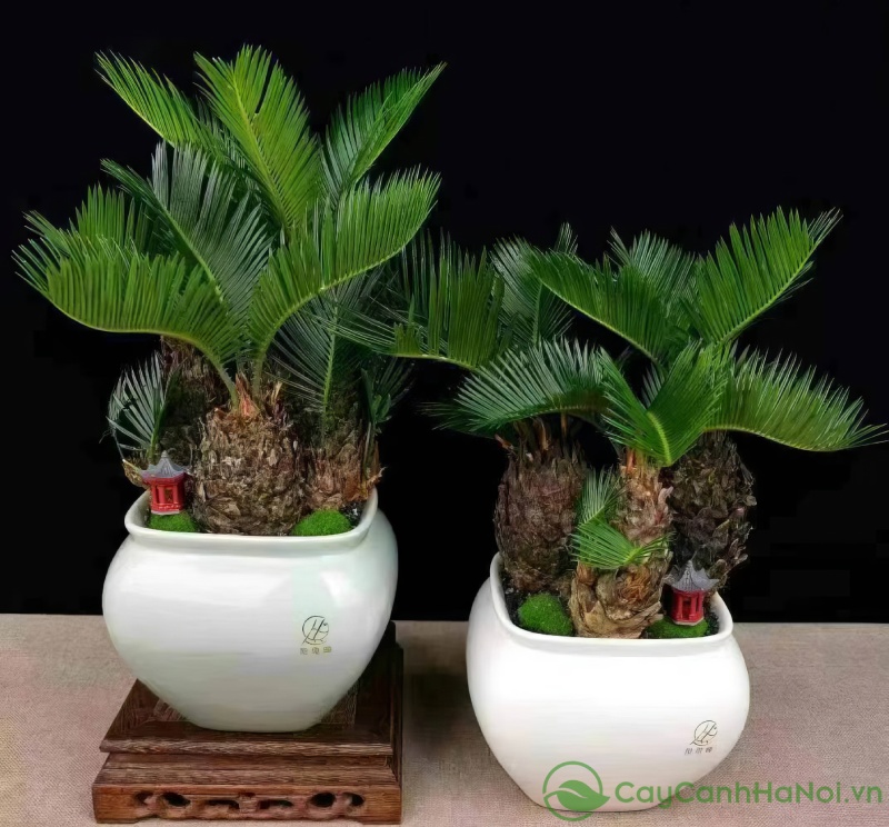 Một chậu cây được lựa chọn tỉ mỉ sẽ trở thành món quà ấn tượng