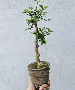 Mua cây duối bonsai mini đẹp tại Hà Nội