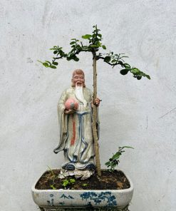 Mua cây duối mini bonsai đẹp