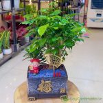Cây Cảnh Hà Nội chuyên cung cấp các loại cây cảnh phù hợp dịp tân gia