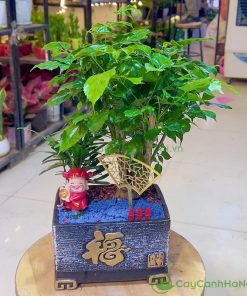 Cây Cảnh Hà Nội chuyên cung cấp các loại cây cảnh phù hợp dịp tân gia