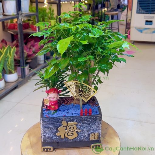 Cây Cảnh Hà Nội chuyên cung cấp các loại cây cảnh phù hợp dịp tân gia