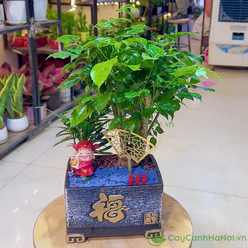 Cây Cảnh Hà Nội chuyên cung cấp các loại cây cảnh phù hợp dịp tân gia