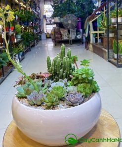 Sen đá mini chỉ chiếm diện tích nhỏ trên bàn làm việc, không gây vướng víu