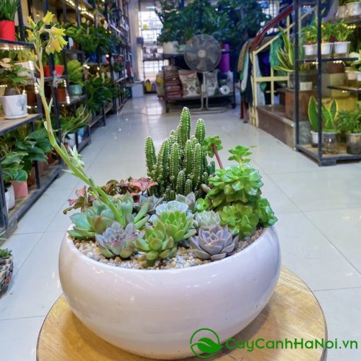 Sen đá mini chỉ chiếm diện tích nhỏ trên bàn làm việc, không gây vướng víu