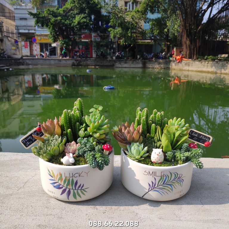 Mẫu cây sen đá tiểu cảnh đầy sinh động, đẹp mắt